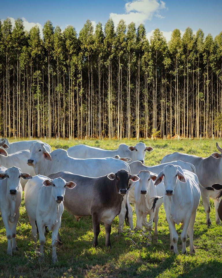 Plantio de Eucalipto com integração da pecuária no Cerrado.