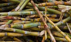 Cana-de-açúcar: tudo sobre sua importância e versatilidade.