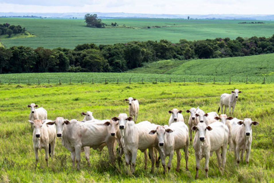 Performance da Integração Lavoura-Pecuária-Floresta (ILPF) no Cenário Internacional de Produção.