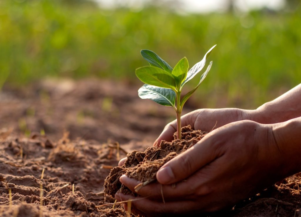Solo + Fértil: Programa desenvolvido pelo IAC e a CATI busca elevar a fertilidade dos solos paulistas.