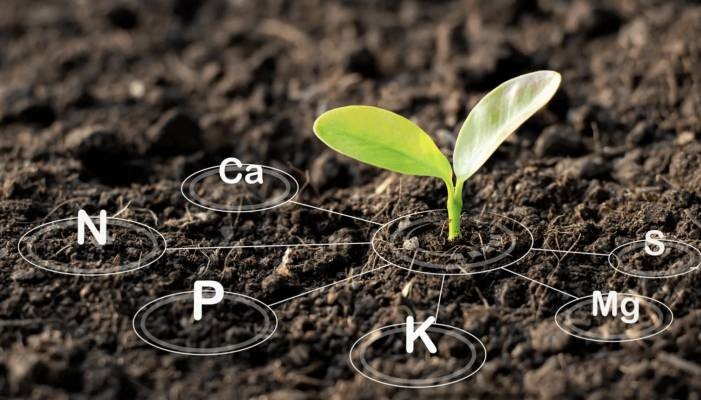 Importância do manejo da adubação.