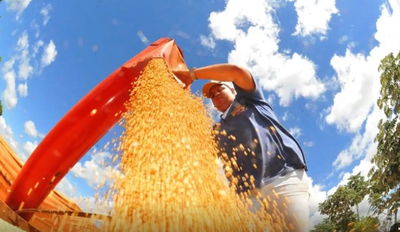 Brasil deve ter nova safra recorde de grãos em 2025/26, diz Conab.