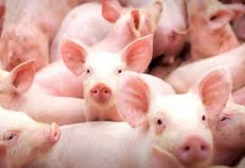 Custos de produção de suínos voltam a subir após três meses de queda; frangos de corte registram quarta redução consecutiva.