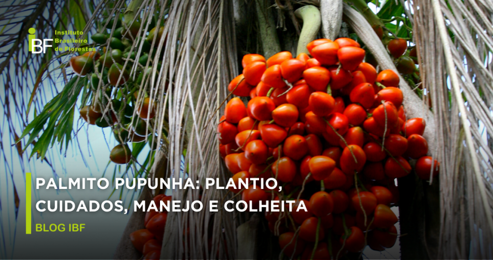 Palmito pupunha: plantio, cuidados, manejo e colheita.