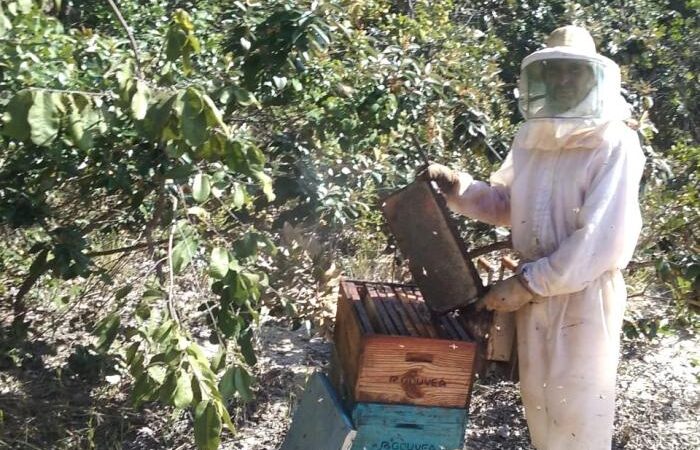 Apicultor mantém sucessão familiar na região Central de Minas Gerais.