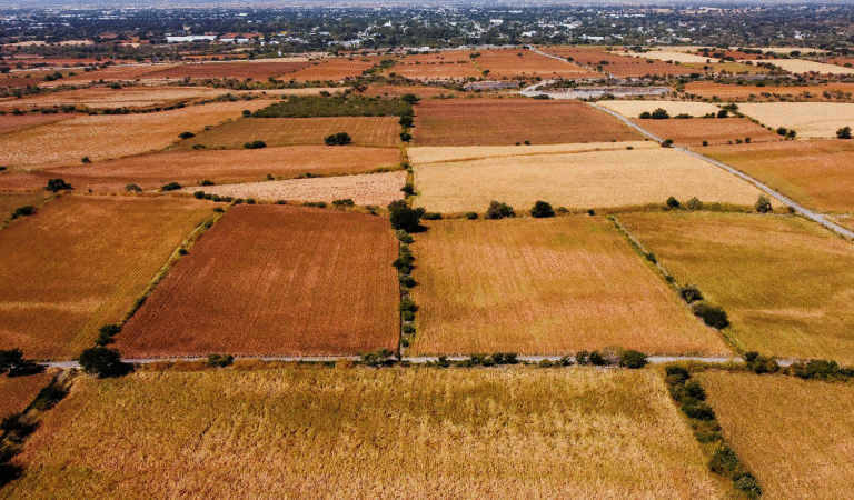 Importação de Sorgo do Brasil Pela China Pode Ocorrer Ainda em 2025.