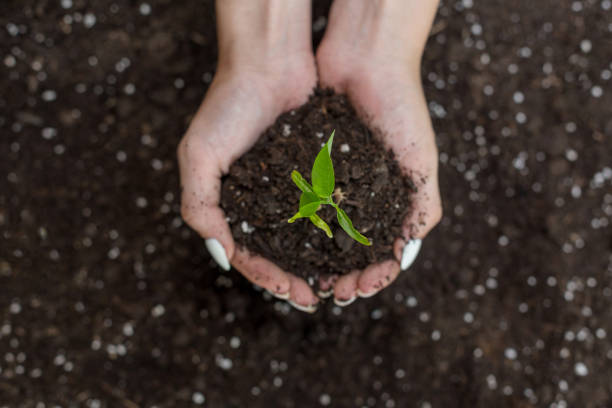 Ureia em Áreas de Integração Lavoura-Pecuária (ILP)