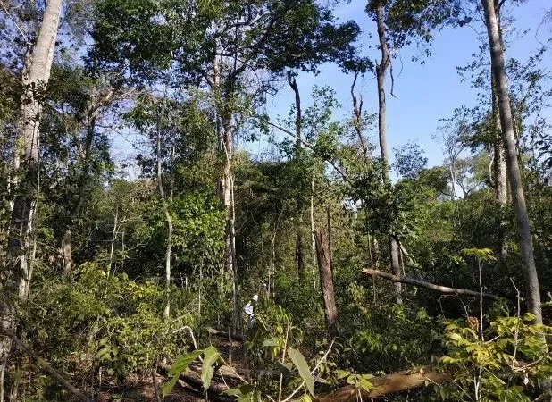 Fogo para agricultura impulsiona degradação do solo no sul da Amazônia.