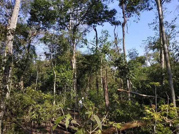 Fogo para agricultura impulsiona degradação do solo no sul da Amazônia.