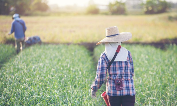 Seguro rural deve ter a menor cobertura em sete anos.