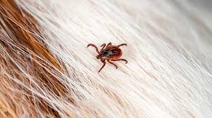 A febre maculosa é uma doença infecciosa, febril aguda e de gravidade variável.