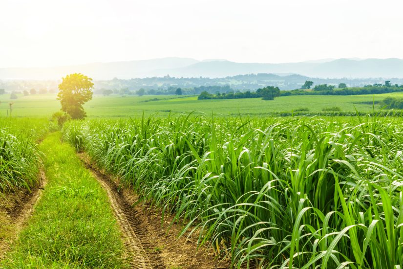 Safra de cana-de-açúcar 2025/26: produtores adotam tecnologias para enfrentar perdas climáticas e elevar qualidade da matéria-prima.