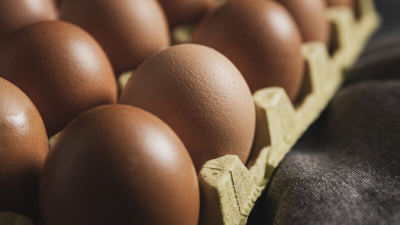 Exportações de ovos crescem 71,9% em agosto