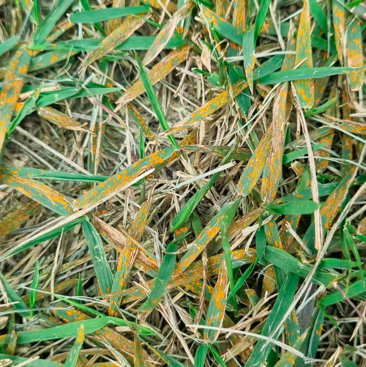 A Ferrugem do Gramado (Puccinia graminiss / Uromyces spp).