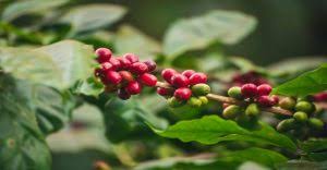 Preço do café mais do que dobrou para os brasileiros em três anos. Apesar da retração dos últimos anos, produto segue em alta, conforme levantamento da VR.