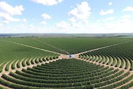 Café da Alta Mogiana: colheita de 2025 encerra com quebra de produtividade acima do esperado.