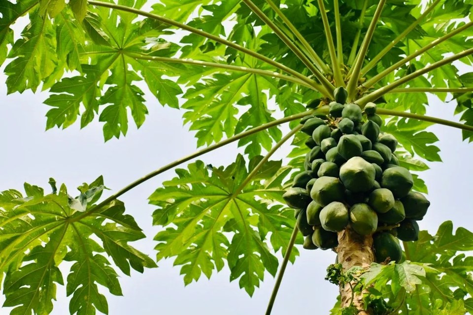 Espírito Santo é o maior produtor e exportador de mamão do Brasil.