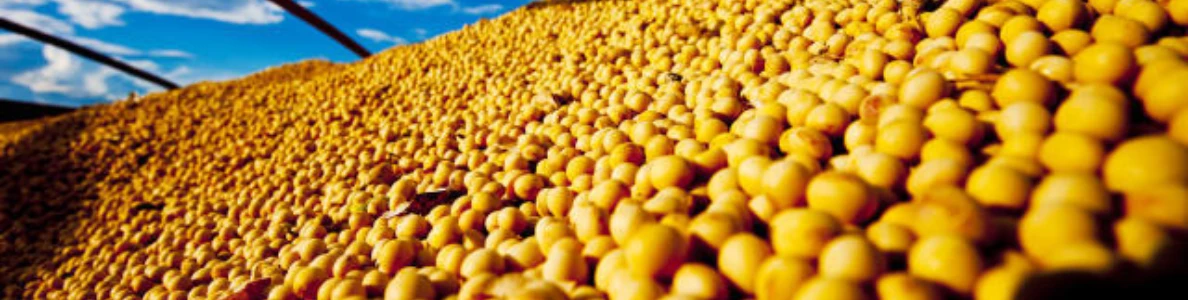 Agro puxa o PIB do Brasil no 1º trimestre de 2025.