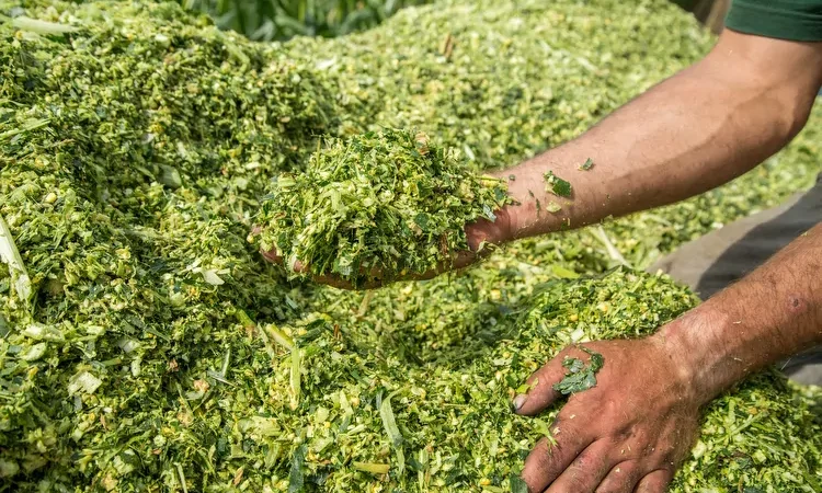 Importância do uso de inoculantes específicos para silagem.