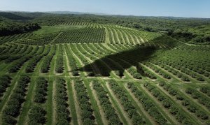 Avanço do greening nos pomares citrícolas de São Paulo e Triângulo Mineiro exigem técnicas de manejo dos produtores.
