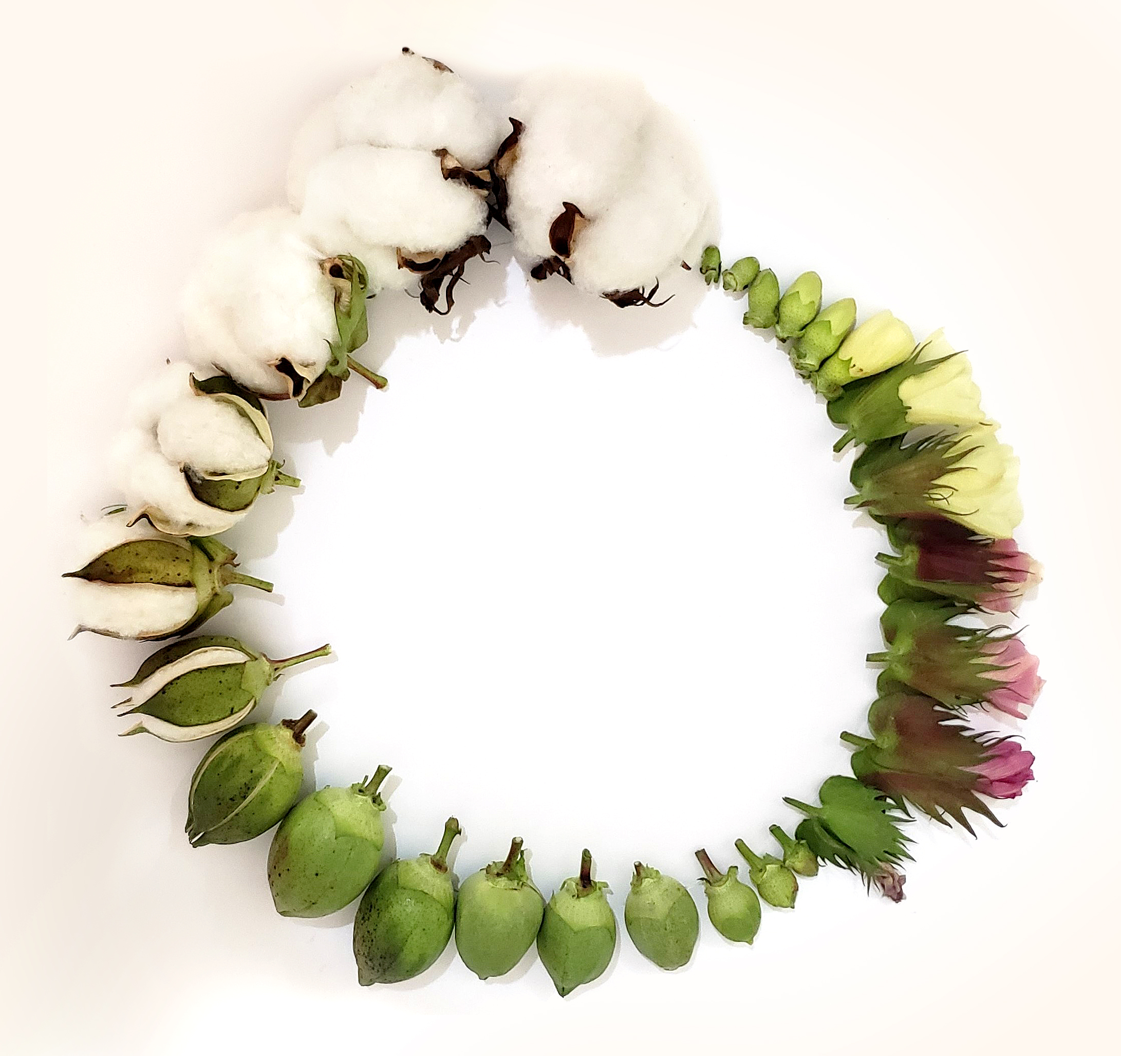 Mas afinal, o que é capulho?