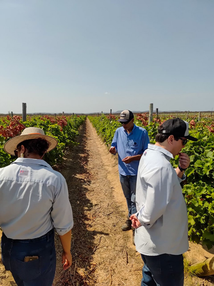 Sanidade Vegetal – Durante missão técnica, agrônomos conhecem sistema de produção de frutas para exportação na Bahia.