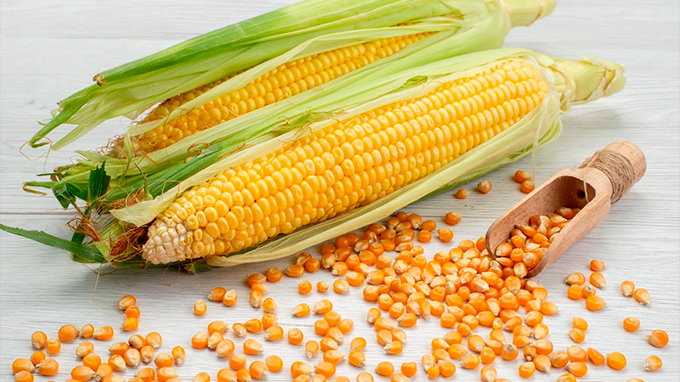 Grãos/Deral: plantio de milho verão 2025/26 atinge 94% da área no Paraná.