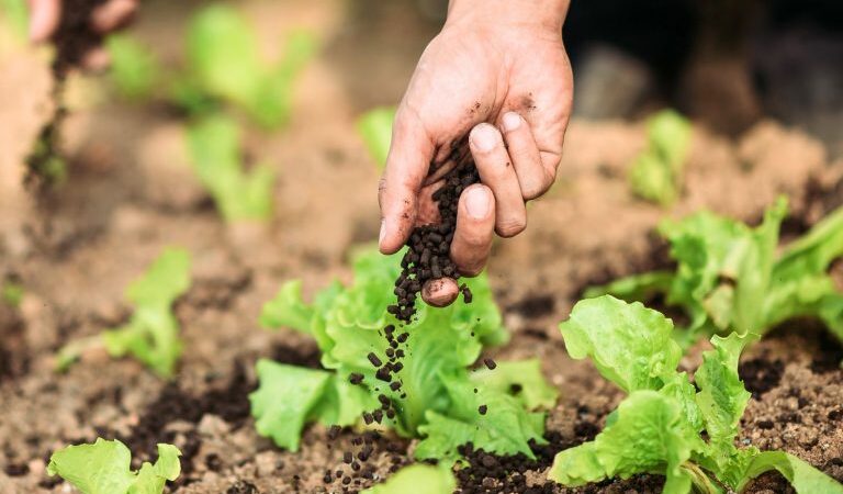 Bioinsumos Protegem a Produtividade em Um Clima Adverso.