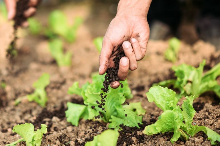 Bioinsumos Protegem a Produtividade em Um Clima Adverso.