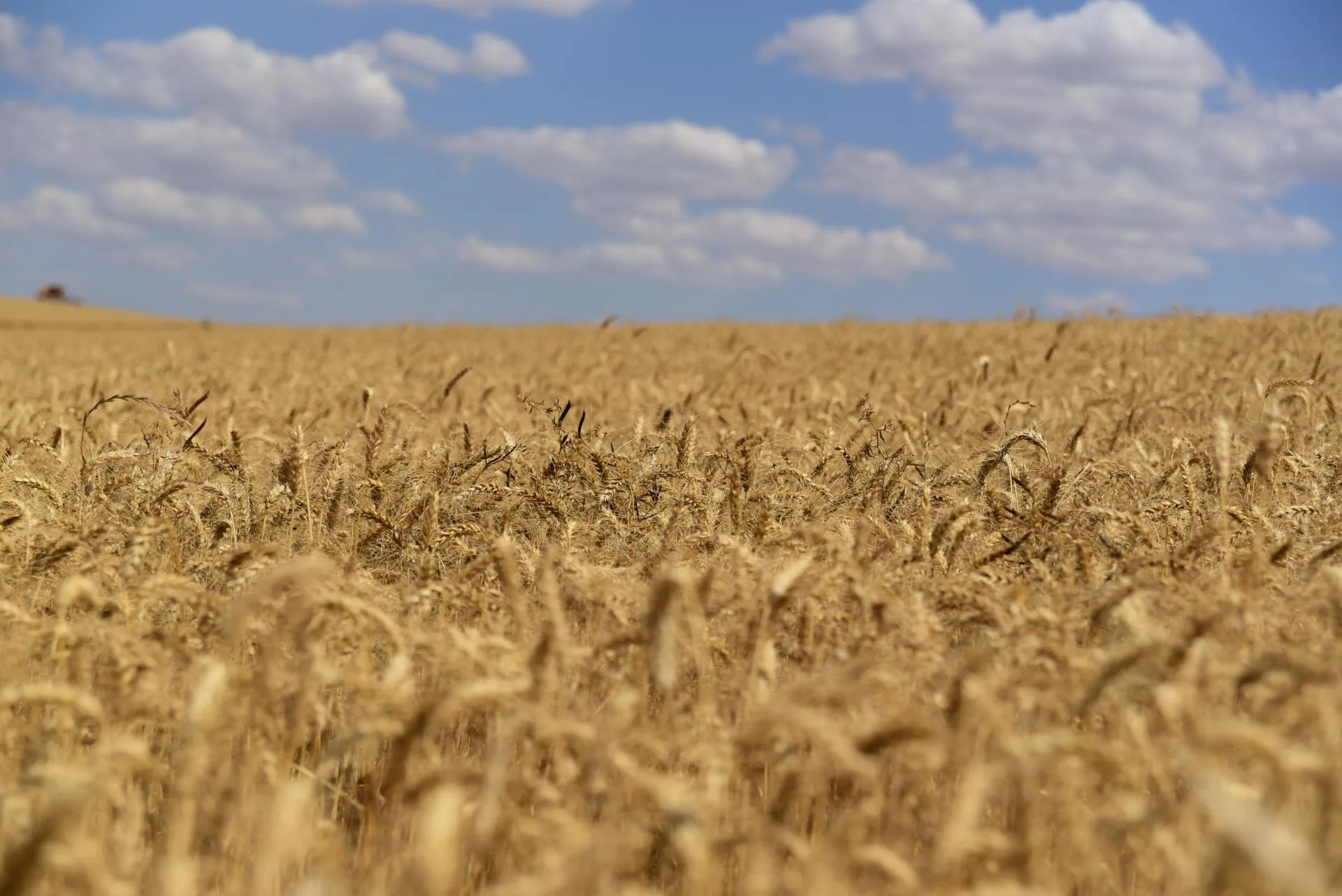 Previsões financeiras e climáticas apontam para cenário otimista para trigo em 2025.