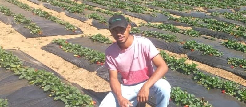 Programa Futuro no Campo incentiva jovem produtor a iniciar cultivo de morangos em Seritinga.