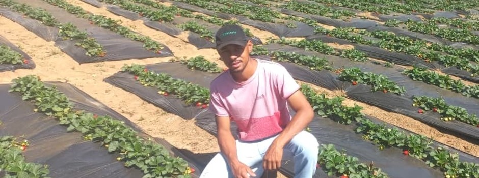 Programa Futuro no Campo incentiva jovem produtor a iniciar cultivo de morangos em Seritinga.