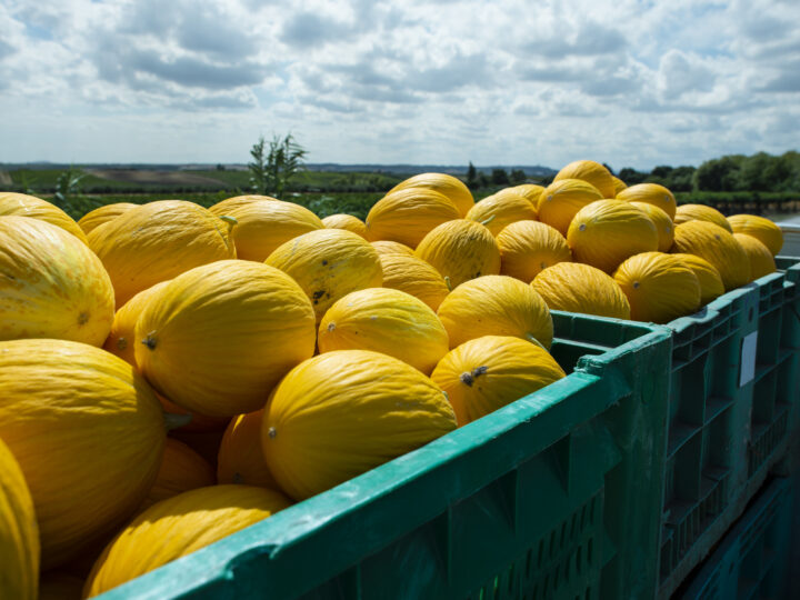 Exportações de frutas brasileiras crescem 27% no primeiro semestre de 2025.