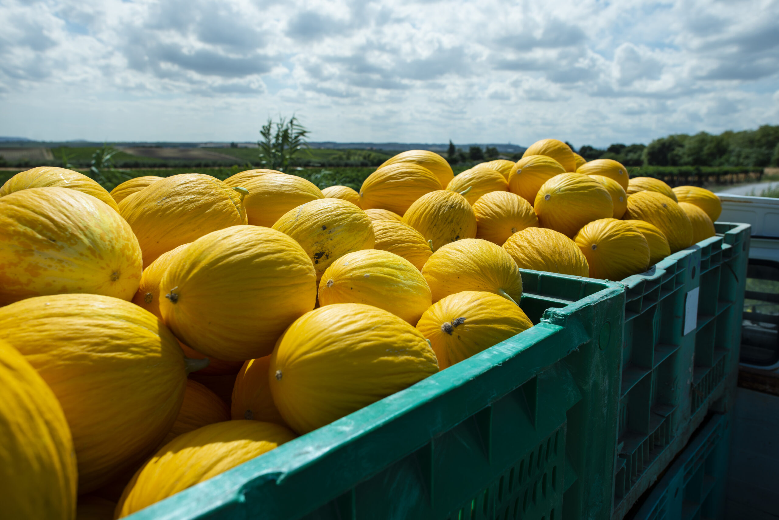 Exportações de frutas brasileiras crescem 27% no primeiro semestre de 2025.