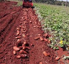 Cuidados na Colheita da Batata-Doce.