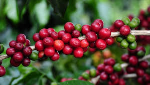 Café Arábica da Nova Alta Paulista conquista Indicação Geográfica com apoio do Sebrae-SP.