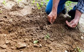 Solubilização de Rochas na Agricultura: Como liberar minerais essenciais para as plantas.