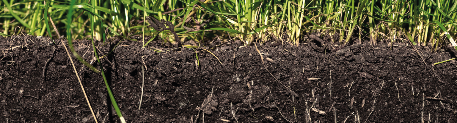 Estratégias para melhorar o enraizamento em solos de baixa fertilidade.