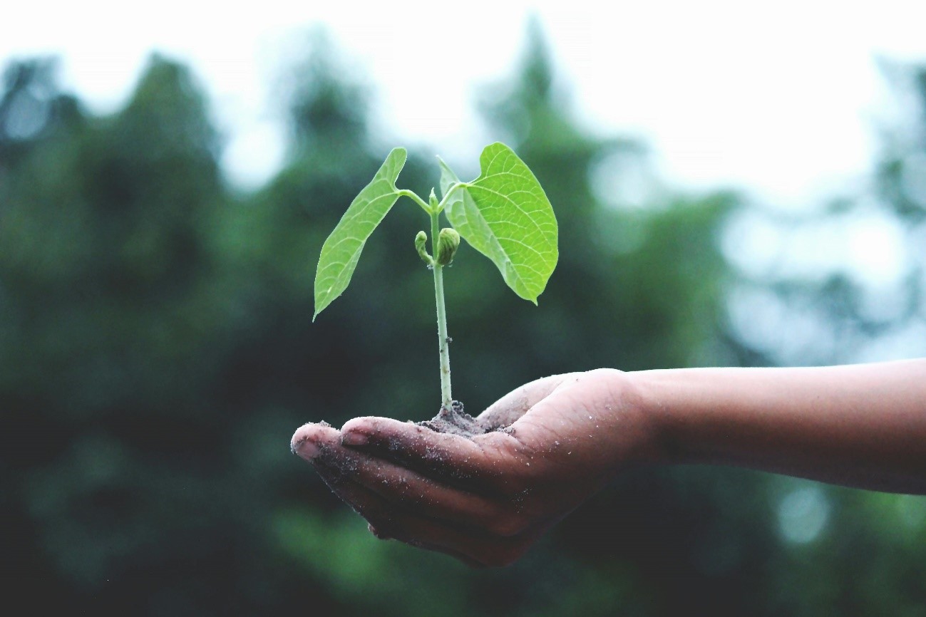 Nutrição do solo e adubação: a base para hortaliças produtivas e saudáveis.