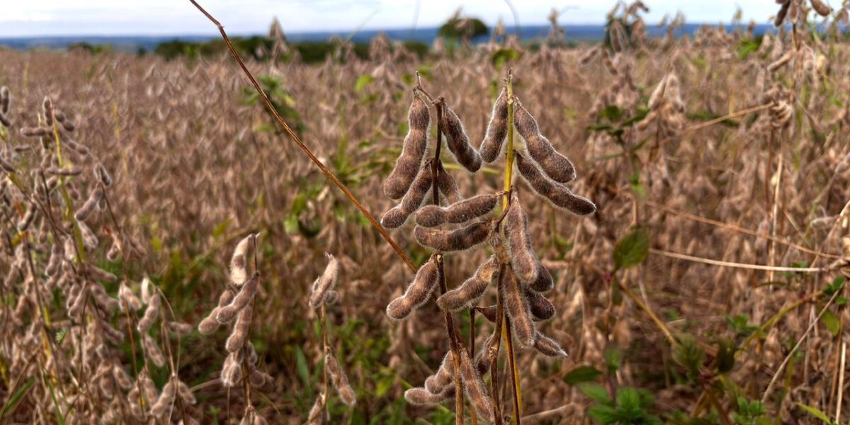 Goiás tem estimativa de safra recorde na produção de grãos em 2025.