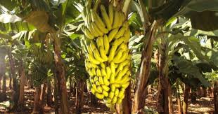 Santa Catarina lidera exportações e prevê safra recorde de banana em 2025.