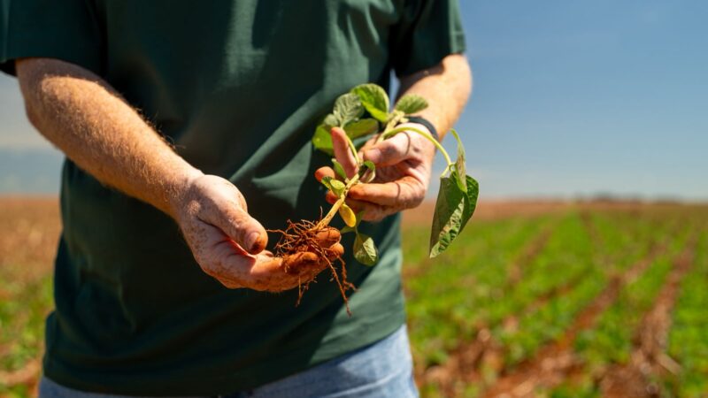 Plantio de soja se estende e irregularidade das chuvas preocupa produtores em todo o Mato Grosso.