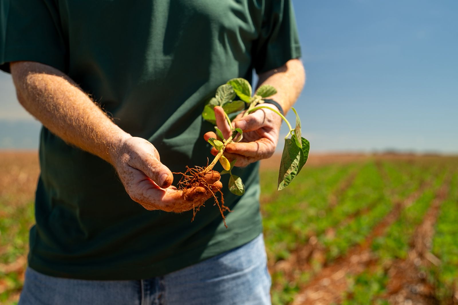 Plantio de soja se estende e irregularidade das chuvas preocupa produtores em todo o Mato Grosso.