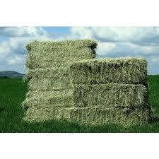 Fertilizantes em Áreas de Fenação de Tifton 85.