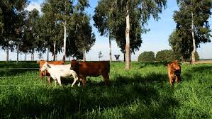 Sistema de ILPF em Pequenas Propriedades Rurais: Integração e Sustentabilidade na Produção Agropecuária.