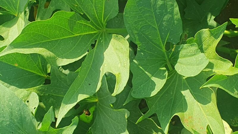 IAC lança batata-doce alaranjada biofortificada.