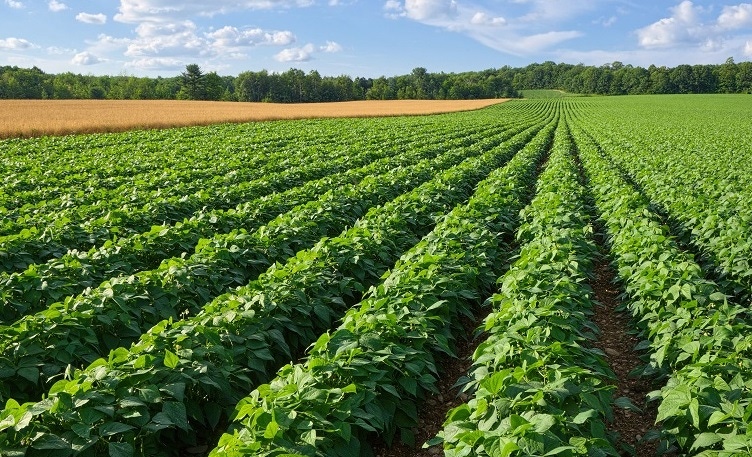 Como a deficiência hídrica impacta a produção de batata | BASF.