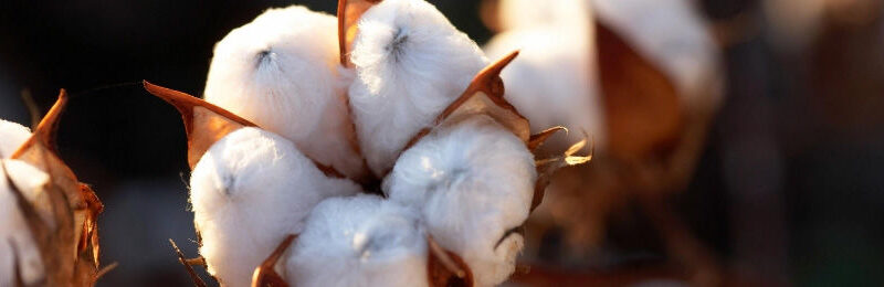 Saiba mais sobre o manejo de resistência de insetos e proteja a cultura do algodão contra o ataque de pragas.