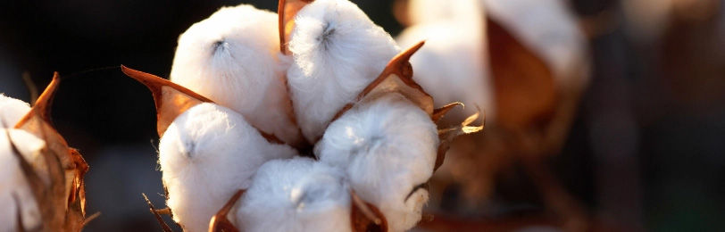 Saiba mais sobre o manejo de resistência de insetos e proteja a cultura do algodão contra o ataque de pragas.