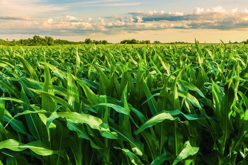 Safra 2025/26 de milho e sorgo no MT apresenta boas perspectivas, mas exige atenção redobrada do agricultor.